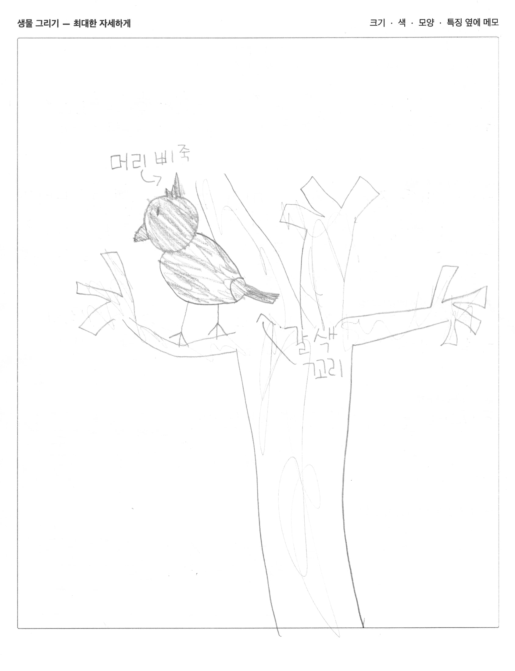 Her drawing of the cardinal, labeled in Korean