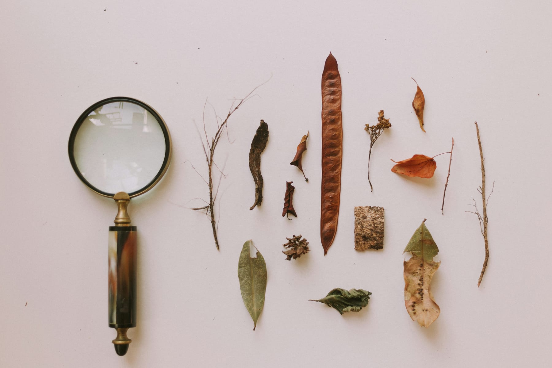 A magnifying glass beside seed pods, leaves and twigs laid out in a row