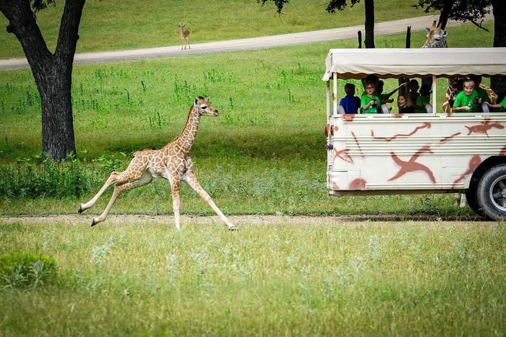 A young giraffe running alongside a safari vehicle at Fossil Rim.